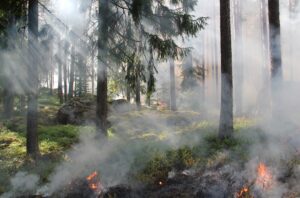 waldbrand 2